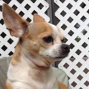 Meet your Posher, Raven